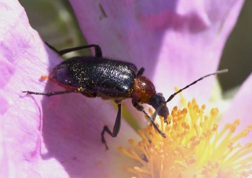 Réf. 229 428 : Dinoptera collaris